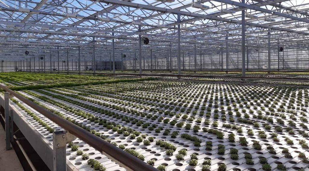 Puutarha- ja vertikaaliviljelyn yhdistelmäratkaisu eri kasvuvaiheissa. Roberts Lilla Trädgårdin puutarha.